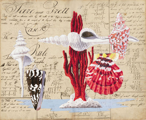 giclee print by Harrison Howard spindle shell with red coral