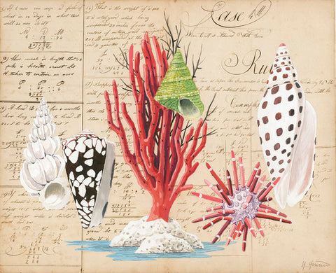 giclee print by Harrison Howard red coral, sea urchin & volute shells on old calligraphy