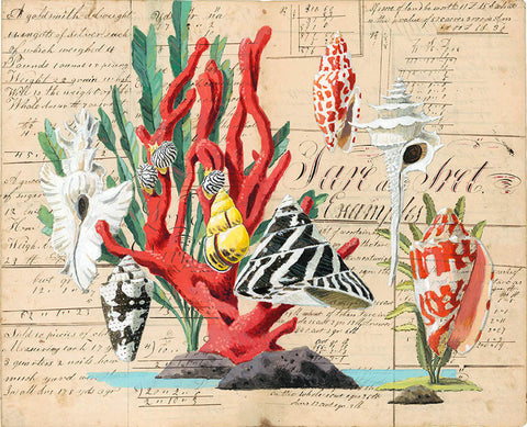giclee print by Harrison Howard Shells with red coral, top shell, cone shell & volute