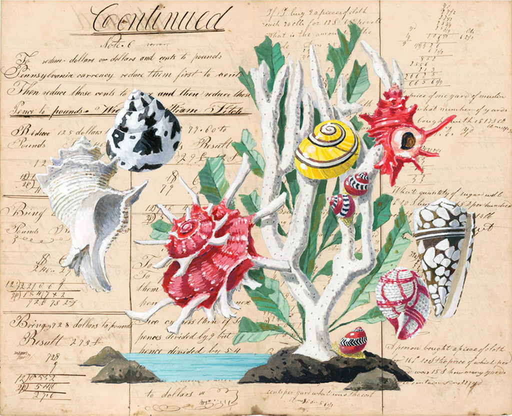giclee print by Harrison Howard Shells with coral, angaria shell, cone shell on old calligraphy