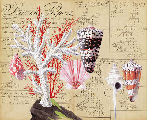 giclee print by Harrison Howard Shells, coral, cone shells, scallop on calligraphy