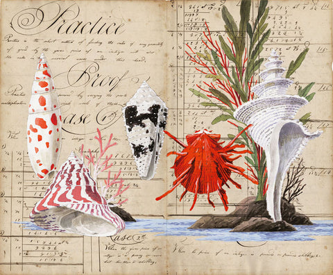 giclee print by Harrison Howard Shells, coral, seaweed, thorny oyster, cone shell on calligraphy