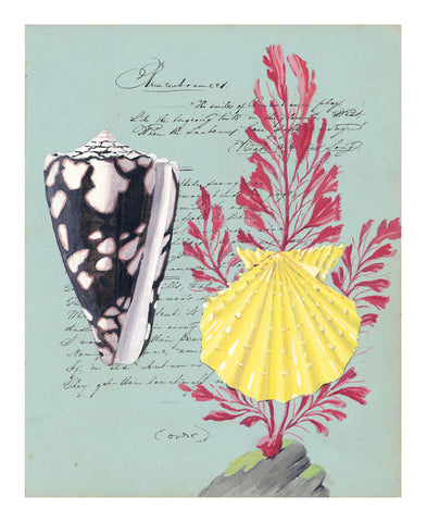 Yellow Pecten with Red Seaweed