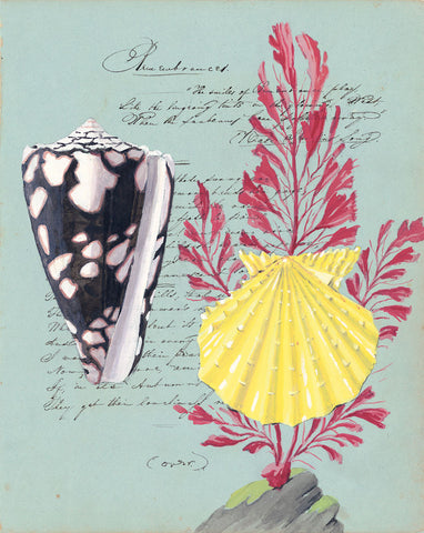 giclee print by Harrison Howard Shells, seaweed,scallop, cone shell on calligraphy