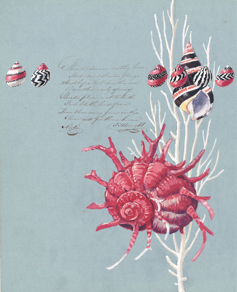 giclee print by Harrison Howard Shells, coral, snails, angaria on calligraphy